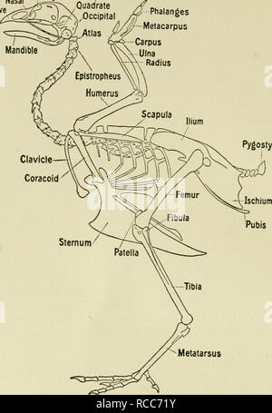. Les maladies des oiseaux domestiques. La volaille, volaille, oiseaux. Les maladies des oiseaux domestiques 45S13I Nasal courtement incisif /&gt ; ou . ^ ^^ / Occipital.pf^^'anges //^â â "du métacarpe ,/tlas ./V^ -Carpe cubitus Pygostyle. Métatarse Fig. 1. Le squelette de l'oiseau. (Bradley) les vertèbres thoraciques sont près de al"wajs fondus ensemble par la consolidation de l'apophyse transverse et leurs procédés. La première peut être gratuit et le dernier peut être fusionnée avec les vertèbres lombaires. Les régions lombaire et sacrée de la colonne vertébrale ne montrent pas une ligne de démarcation. Les 14 vertèbres sont co Banque D'Images
