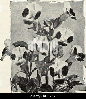. Dreer's 1950. Les catalogues de graines de pépinière ; catalogues ; Matériel et fournitures de jardinage graines de fleurs ; Catalogues Catalogues ; Graines de legumes fruits ; Catalogues Catalogues de graines. Tithonia-spe&Lt ; plus tôt, mixtes hybrides Avalon 4288. (Fleur d'or des Incas.) plantes majestueux 6 pi. de hauteur avec long- voyantes fleurs tiges allant de l'orange au rouge flamme. Les fleurs ressemblent à des dahlias unique. Pkt. 25(*. Early-Flowering, 4289. Or, brillant- orange fleurs portées sur 6 ft. usines de Julv jusqu'au gel. Pkt. ISc^. Foumieri TORENL ! ;, 4293. Triangle (fleur.) Shov' 10 pouces compact les plantes. Les fleurs sont li Banque D'Images