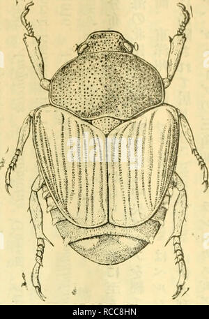 Aºaµiaºaa A E A A A Ce A A E A Ae Eae C A E Ae Aee aee A A A A A C A Ea Regarder Lor Il Et Helj Gt L Empeche S Propagation T Gt Y Ortluaall Scsjmt Ref Looldno Reconnaissances De Rut Gt S Et Les Coleopteres Automoollists Lielj Et