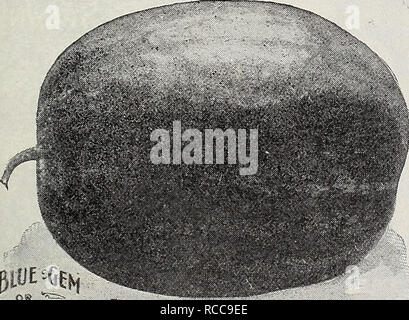 . Dreer 1907 livre du jardin. Les catalogues de graines de pépinière ; catalogues ; Matériel et fournitures de jardinage graines de fleurs ; Catalogues Catalogues ; Graines de legumes fruits ; Catalogues Catalogues de graines. r ou --c^ Stick de sucre. (Voir coupe.) Une nouvelle variété de pastèque, de forme oblongue et de bonne taille. La peau est mouchetée, vert et blanc, la chair rouge vif, le cœur gros et très doux. Les vignes sont forts et produire une abondante récolte de melons. Fosse., 10 Cts. ; oz., 15 cts. ; £ lb, 40 cts. ; lb., 1,25 $. Dixie. Un croisement entre le gem et Kolb vieux Mountain Sweet, dépassant l'ancien dans la précocité, pro- ductiven Banque D'Images