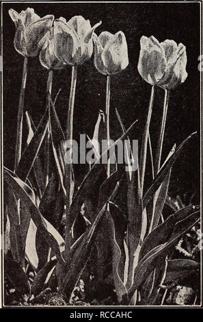 . Dreer qualité ampoules de plantes. Les catalogues de fleurs ; plantes, bulbes ornementaux ; Catalogues Catalogues (plantes) ; Horticulture pépinières (catalogues). 41-095 {Clusiana petite dame ou Candystick Tulip). Jolie petite fleurs allongées magnifiquement marqués d'une grande tache cramoisie sur chaque pétale qui se diffuse dans un bord blanc. Élégant et robuste. 14 pouces. 3 pour 21c ; 12 pour 75c ; 100 pour 5,50 $. 41-097 Eichleri. Une belle grande fleur, crimson- scarlet avec centre noir. Il est originaire du Turkestan et croît de 10 à 12 pouces de haut. Toujours beaucoup d'admiration pour sa belle apparence. 3 pour 21c ; 12 pour 75c ; Banque D'Images