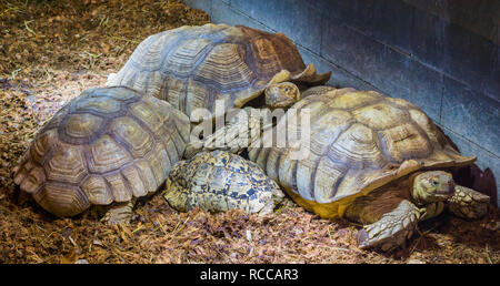 Famille de Tortues sillonnées fixant avec 1 tortues juvéniles, grand terrain d'afrique Banque D'Images