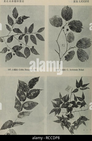. Dong bei mu ben zhi wu tu zhi. botanique. . Veuillez noter que ces images sont extraites de la page numérisée des images qui peuvent avoir été retouchées numériquement pour plus de lisibilité - coloration et l'aspect de ces illustrations ne peut pas parfaitement ressembler à l'œuvre originale.. liu ke Xue Shen e. chu ban elle Banque D'Images
