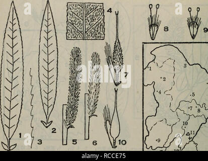. Dong bei mu ben zhi wu tu zhi. botanique. . Veuillez noter que ces images sont extraites de la page numérisée des images qui peuvent avoir été retouchées numériquement pour plus de lisibilité - coloration et l'aspect de ces illustrations ne peut pas parfaitement ressembler à l'œuvre originale.. liu ke Xue Shen e. chu ban elle Banque D'Images