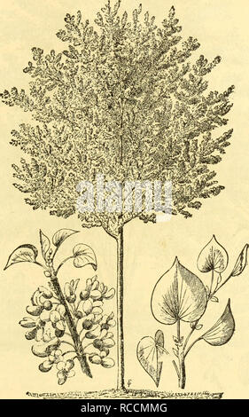 . Ellwanger &AMP ; Barry's catalogue : arbres d'ornement, arbustes, etc. pépinières (Horticulture) New York (État) Rochester ; Catalogues Catalogues d'arbres ornementaux Arbustes ; catalogues ; catalogues ; catalogues fleurs roses. Arbres d'ornement, arbustes, ETC. 21 CerasiiS piimila pendula. Cerise pleureur nain. Liigh standard greffés, ce qui fait un curieux et beau petit à tête ronde, affaissement des arbre. 1,00 $ C. Sieboldii alba plena. Siebold's Double-flowering Cherry. Fleurs blanches semi-doubles, bien. C. Sieboldii rubra plena. Siebold's rouge Double-flowering Cherry. Fleurs semi-doubles, blanc teinté de rouge. C. Le péché Banque D'Images