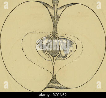 . Elliott ; livre de fruits. La culture des fruits, des fruits. [From old catalog]. Culture générale digne. 95 Moins de vingt ans d'âge, comme il est en retard dans l'entrée en roulement. C'est de thrifty, une croissance vigoureuse, qui exige un sol riche, niveau de l'état de cul- tivation, et comme un arbre du verger, éclaircissage des graves les sommets, car il tend à prendre une position debout, près la tête ; jeunes rameaux épais, sombre, repéré ; fleurit tard, souvent échapper des gelées tardives au printemps.. Fruits, de taille moyenne à grande, la forme conique, arrondies, parfois ; nervures fines, sBn et tendre ; la couleur, la lumière jaune, pour l'essentiel fini- étendre avec la lumière rouge, rayé et Banque D'Images
