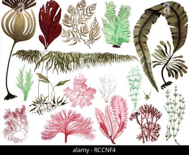 Les algues, 1. Hijiki (Sargassum fusiforme), 2. Les algues, feuilles 3. Dabberlocks ou varech ailé (Alaria esculenta), 4. Florideae Banque D'Images