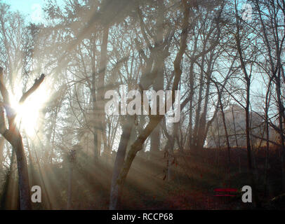 Le soleil brille à travers les arbres sur un matin d'hiver brumeux. Banque D'Images