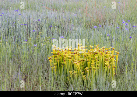 Le jaune de la sarracénie pourpre (Sarracenia flava) sur matin brumeux de fleurs de Savannah (Iris Iris tridentata). Brûler de l'intérieur de l'après croissance de carolina bay Banque D'Images