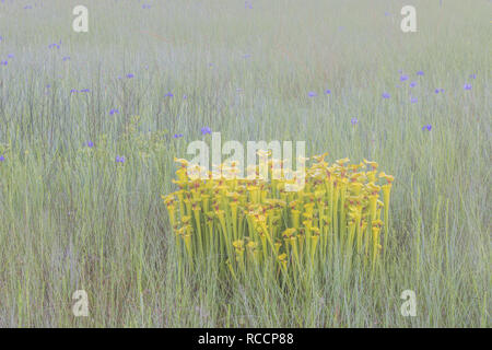 Le jaune de la sarracénie pourpre (Sarracenia flava) sur matin brumeux de fleurs de Savannah (Iris Iris tridentata). Francis Marion NF, Caroline du Sud, au printemps. Banque D'Images