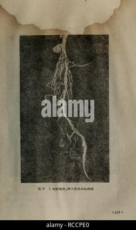 . De Dong Zhi wu sheng huo yuan zhong de wei liang tian ran su he fang yuan xing elle su. botanique. . Veuillez noter que ces images sont extraites de la page numérisée des images qui peuvent avoir été retouchées numériquement pour plus de lisibilité - coloration et l'aspect de ces illustrations ne peut pas parfaitement ressembler à l'œuvre originale.. Liu Zhong yu (Yi). ke xue chu ban elle Banque D'Images