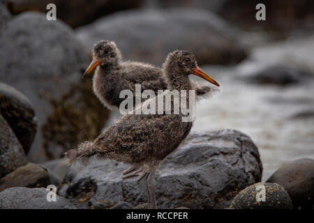 Deux sacs d'huîtres juvéniles dans leur habitat naturel sur les zones côtières à la rive de la baie aux puces, Nouvelle-Zélande Banque D'Images