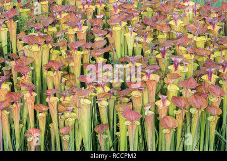 Le jaune de la sarracénie pourpre (Sarracenia flava) Lush, dense, après les brûlages croissance d'une tête rouge variété de flava. Bord de carolina bay dans la région de Francis Marion NF. Banque D'Images