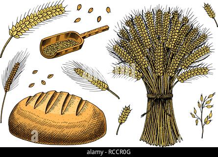 Ensemble de blé, de seigle et d'épillets semences de maïs pour faire du pain et de la farine. Les tas de céréales, de céréales entières et de l'agriculteur biologique produit de l'avoine. Pour la récolte à la main menu. Doodle sketch Vintage style. Illustration de Vecteur