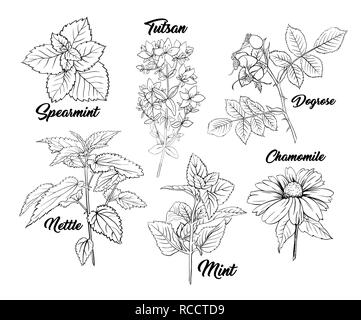 Herbes Plantes thé botanique Gravure Set. Croquis à main isolés contour tracé Illustration d'Stinning ou fleur de camomille Daisy. Dogrose, menthe, Tutsan Herb. Phytothérapie ortie. L'Aromathérapie sur blanc Illustration de Vecteur