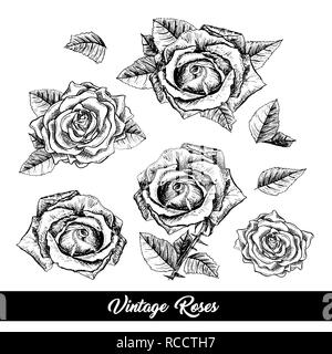 Roses hand drawn vector illustration. Noir et blanc stylo encre rosebuds cliparts. Dessins floraux contours définis. Avec des croquis de fleurs roses vintage. Éléments de conception gravure florale isolés Illustration de Vecteur