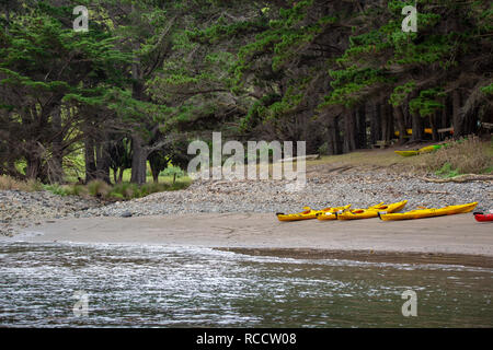 La baie aux puces, la péninsule de Banks, Nouvelle-Zélande - 6 janvier 2019 : kayaks sur la plage prêt pour les touristes d'aller sur une aventure de la faune Banque D'Images