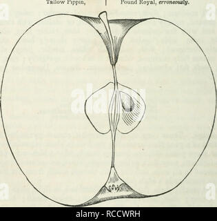. Elliott's fruit livre ; ou, l'American Fruit Grower's guide en verger et jardin. Être un compend de l'histoire, modes de propagation, de la culture, etc., d'arbres fruitiers et d'arbustes, avec des descriptions de presque toutes les variétés de fruits cultivés dans ce pays ; des notes de leur adaptation à des localités et les sols, et aussi une liste complète des fruits dignes de la culture. La culture des fruits, des fruits. 63 L'APPLE. Ladies' Sweeting. L'Américain. Nous avons à plusieurs reprises rencontré des fruits et cette variété à l'Ouest, où il semble généralement à réussir, mais négliger de faire ou d'avoir perdu notre description, nous copie e Banque D'Images