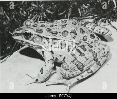 . La distribution, l'habitat, et la zoogéographie des plaines leopard frog (Rana blairi) dans l'Illinois. Les grenouilles ; les grenouilles. Illinois Natural History Survey, 136 Notes biologiques non spécifiques à l'espèce de l'appel d'accouplement des mâles est un important mécanisme d'isolement dans les grenouilles et crapauds (Blair, 1958a, 1964). Par conséquent, l'écoute de l'appel d'accouplement (Litdejohn et Oldham, 1968 ; Brown et Brown 1972 ; Mecham et al. 1973 ; Dunlap et Kruse, 1976) a fourni un moyen pour nous de localiser Rana blairi. L'appel (Fig. 2) a été décrite comme une saine- ment comme "chuck-chuck-chuck" (Conant, 1975). Il est habituellement relativel Banque D'Images