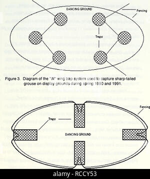 . La distribution, le choix de l'habitat et la survie des transplantés Columbian tétras à queue fine (Tympanuchus phasianellus columbianus) dans la vallée du tabac, au Montana. Le tétras à queue fine, le tétras à queue fine. 11. Figure 4 Schéma du "cercle" système de piégeage utilisés pour attraper les tétras à queue sur la danse au cours de la saison de reproduction du printemps en Colombie-Britannique.. Veuillez noter que ces images sont extraites de la page numérisée des images qui peuvent avoir été retouchées numériquement pour plus de lisibilité - coloration et l'aspect de ces illustrations ne peut pas parfaitement ressembler à l'œuvre originale.. Banque D'Images