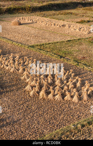 Une vue aérienne montre un champ récolté avec des paquets de tiges de grain séchant au soleil, une pratique agricole traditionnelle pour préparer la culture pour un traitement ultérieur ou un stockage. Banque D'Images