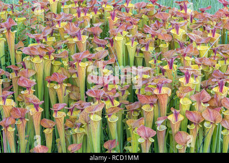 Le jaune de la sarracénie pourpre (Sarracenia flava) Lush, dense, après les brûlages croissance d'une tête rouge variété de flava. Bord de carolina bay dans la région de Francis Marion NF. Banque D'Images