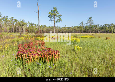 Trompette jaune de la sarracénie pourpre (Sarracenia flava) Poster brûler la croissance sur un périmètre de carolina bay. Remarque l'épars de fleurs d'iris bleu savane. Banque D'Images