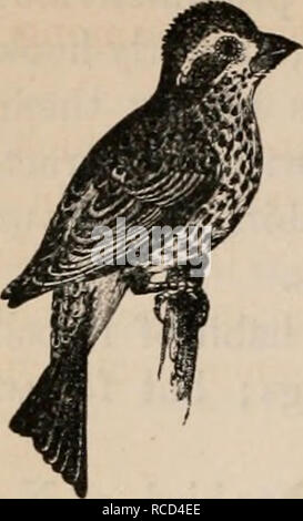 . Éléments d'zoölogy : un manuel. Zoologie. 100 VERTÉBRÉS : AVES OU D'OISEAUX. FIG. 182. FIG. 183.. Veuillez noter que ces images sont extraites de la page numérisée des images qui peuvent avoir été retouchées numériquement pour plus de lisibilité - coloration et l'aspect de ces illustrations ne peut pas parfaitement ressembler à l'œuvre originale.. Tenney, Sanborn, 1827-1877. New York : Scribner Banque D'Images