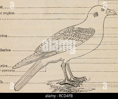 . Éléments d'zoölogy : un manuel. Zoologie. 138 vertébrés t AVES OU OISEAUX. dans la locomotion en battant l'air, comme en témoigne notamment l'autruche, ou en frappant l'eau, comme dans le cas du pingouin (Fig. 210). L'Épic attaché à la main sont appelés primaires, et sont le plus grand et plus ferme ; celles attachées à l'avant-bras sont appelés deuxième- bélier ; et ceux qui sont attachés à l'humérus, tertiaires. Gammes de plumes plus courte couvrir les bases de l'Épic ci-dessus et ci-dessous, et sont appelés des sus-caudales. Les plumes qui poussent à partir des épaules sont appelés scapulaires ; ceux du pouce,faux quill Banque D'Images