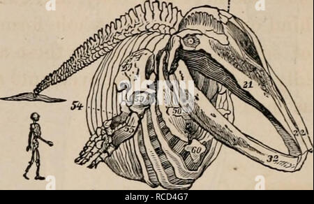 . Éléments d'zoölogy : un manuel. Zoologie. 118 VERTEBEATA : MAMMALIA. d'énormes dimensions, même une centaine de pieds de longueur (fig. 127). À l'mysticètes appartiennent également les huit baleines ou BalsenidiBe, qui ont le crâne bien arqué FIG. 127. Tlo. Vue d'avancement/raccourci squelette d'une baleine, Balcennptera boops, montrant sa taille relative par rapport à l'Homme. et fourni avec de longs ou en os de baleine à fanons plaquettes finement frangé sur leurs bords intérieurs (Figs. 124 :, 126). Cet ar- rangement est adapté pour sécuriser l'alimentation de ces baleines, qui consiste en des zoophytes marins, mollusques, crustacés et Banque D'Images