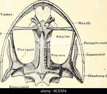 . La dissection de la platana et la grenouille. Xenopus laevis ; Rana fuscigula. -Orbitosphenoid SpheTietnmoid maxillaire -Squamosales-' Exoccipital Basi-occipital. Ouadrato-;uga ! Exoccip FiG. 10.-vue ventrale du crâne de Xenopus et Rana. [Dans la grenouille il y a une paire de dents vomériennes portant les vomers, palatines et quadrato-jugals. Le CIVO-pro, qui ne sont pas vues dans une vue ventrale du crâne dans l'Platana, étant couverts par les pterygoids bij, sont indiqués dans la grenouille.] faire un dessin de la face ventrale du crâne. Orbitosphenoid Frontoparietal Alisphenoid Supraethmo Frontoparietal de Ni. Veuillez Banque D'Images