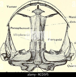 . La dissection de la platana et la grenouille. Xenopus laevis ; Rana fuscigula. 2. Enlever la peau de la voûte de la bouche et notez le parasphénoïde et seul, vomer pterygoids, qui sont grandes et les envoyer vers les processus de la ligne médiane couvrant les passages d'Eustachian, squamosals, quadrates, basi-occipital, ex-occipitals, premaxillse, et maxillaires. Le orbitosphenoid alisphenoid et sont bien marquées. Il n'y a pas de résidence les palatines présent.. -Orbitosphenoid SpheTietnmoid maxillaire -Squamosales-' Exoccipital Basi-occipital. Veuillez noter que ces images sont extraites de la page numérisée des images qui ma Banque D'Images