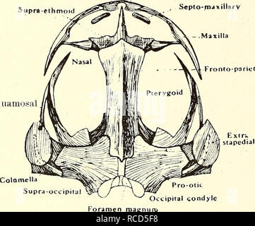 . La dissection de la platana et la grenouille. Xenopus laevis ; Rana fuscigula. Sixième jour, le système squelettique (suite). C. Le crâne. 1. Retirez la peau et les autres tissus du dessus du crâne et observer la grande fronto-des pariétaux, nasals, supra-ethmoïde, premaxillse squamosals, maxilles,, exoccipitals, et pro-civo. La quadrato-jugals sont très rudimentaires. La plaque d'extrastapedial du cartilage est bien marquée et la columelle osseux peut être vu allongé sous lui. Les côtés du crâne sont ossifiés et peut représenter le orbitosphenoids alisphenoids et des types supérieurs. La supra-occipital c Banque D'Images