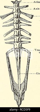 . La dissection de la platana et la grenouille. Xenopus laevis ; Rana fuscigula. Â Transverse nervure Transverse cartilagineux de la 9e vertèbre Urostyle. .Transverse transverse de 9e vertèbre Urostyle Fig. 14.âVertebral.Colonne de Xenopus et Rana. La 2e, 3e et 4e vertèbre ? Long processus transverse de l'ours en arrière incurvé, ceux du 3e et 4e ne bascule avec de petites nervures cartilagineux. L'apophyse transverse de la 5e, 6e, 7e et 8e vertèbre ? Projet sont minces et l'avant et vers l'extérieur. La 9e vertèbre a long-aile comme processus reliés à ce qui ar Banque D'Images