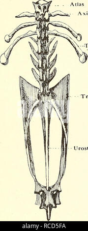 . La dissection de la platana et la grenouille. Xenopus laevis ; Rana fuscigula. B. La colonne vertébrale. i. Retirez la peau et les muscles de la face dorsale de l'arrière pour montrer la vertèbre neuf ? Et l'urostyle. Faire un dessin montrant l'vertebres avec leurs processus transversaux, et l'urostyle attaché à l'extrémité postérieure de la 9ème vertèbre. - L'axe de l'Atlas. Â Transverse nervure Transverse cartilagineux de la 9e vertèbre Urostyle. Veuillez noter que ces images sont extraites de la page numérisée des images qui peuvent avoir été retouchées numériquement pour plus de lisibilité - et l'aspect de coloration Banque D'Images