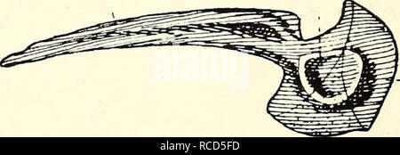 . La dissection de la platana et la grenouille. Xenopus laevis ; Rana fuscigula. L'ischion. Pubif Fig. 12.- ceinture pelvienne de Xenopus et Rana. Faire une préparation et un croquis montrant le fémur, le tibia-péroné, l'astragale, le calcanéum et d'autres os du tarse de la région, cinq méta- tarsals, et chiffres. Le nombre de chiffres de l'intérieur.. Veuillez noter que ces images sont extraites de la page numérisée des images qui peuvent avoir été retouchées numériquement pour plus de lisibilité - coloration et l'aspect de ces illustrations ne peut pas parfaitement ressembler à l'œuvre originale.. Gilchrist, J. D. F. (John Dow Fisher), 1866- Banque D'Images