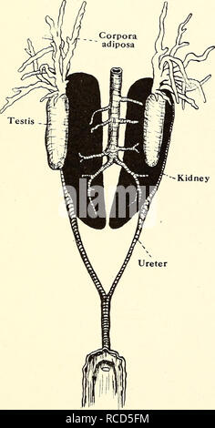 . La dissection de la platana et la grenouille. Xenopus laevis ; Rana fuscigula. Dans l'homme Platana remarque :- (a) les testicules, une paire d'organes ovoïdes jaune pâle, fixé à la paroi dorsale de la cavité du corps par un repli du péritoine. Ils se trouvent sur la face ventrale et d'autre des reins et sont connectés par des vaisseaux efférents qui passent dans les reins. (B) Les corpus adiposa ou corps gras se trouvant en face des reins. (C) Les uretères qui courent le long de l'extérieur des reins et de l'unir pour former une seule ouverture du conduit dans le cloaque. [Dans la grenouille les uretères ne inscrivez-vous ensemble, mais l'op Banque D'Images