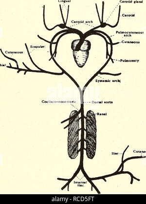 . La dissection de la platana et la grenouille. Xenopus laevis ; Rana fuscigula. L'aorte dorsale trace en arrière et remarque qu'il passe entre les reins, à chacune desquelles il dégage quatre artères rénales et puis il divise en arrière dans une artère iliaque pour chaque jambe. L'artère iliaque est l'arrière de l'artère fémorale de la jambe. 3. Le pulmo-cutanés arch dégage :- (a) d'une artère pulmonaire, le long de la face externe de l'ensemble de la longueur du poumon. (B) une artère cutanée, qui d'abord s'exécute l'avant et vers le haut, puis tourne à l'envers, en fournissant la peau du dos et le Banque D'Images