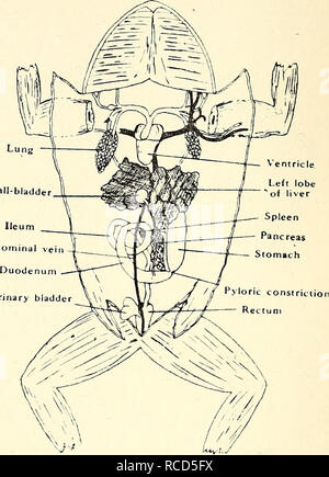 . La dissection de la platana et la grenouille. Xenopus laevis ; Rana fuscigula. Fig-. 5.-dissection de Xenopus et Rana pour montrer le système alimentaire, etc. du système alimentaire. Faire un croquis indiquant : - Le cœur, poumons, foie, vésicule biliaire et le canal cholédoque passe au duodénum, pièces exposées de l'estomac, le duodénum, l'intestin grêle (ou iléon), du gros intestin, de la vessie, du pancréas et de la rate. 12. Veuillez noter que ces images sont extraites de la page numérisée des images qui peuvent avoir été retouchées numériquement pour plus de lisibilité - coloration et l'aspect de ces illustrations ne peut pas parfaitement ressembler au Banque D'Images