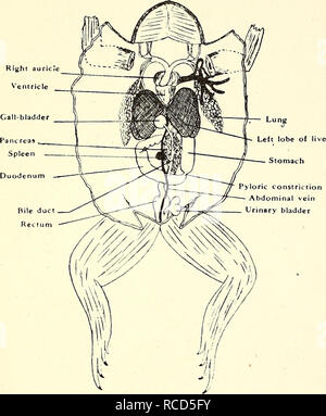 . La dissection de la platana et la grenouille. Xenopus laevis ; Rana fuscigula. 2. Couper à travers la coracoids et clavicules de chaque côté, près de la base du bras, et retirez soigneusement cette partie de la ceinture pectorale et le sternum de façon à montrer le coeur se trouvant en dessous. Rllihi oreillette ventricule. Veuillez noter que ces images sont extraites de la page numérisée des images qui peuvent avoir été retouchées numériquement pour plus de lisibilité - coloration et l'aspect de ces illustrations ne peut pas parfaitement ressembler à l'œuvre originale.. Gilchrist, J. D. F. (John Dow Fisher), 1866- ; Bonde, C. von ; Université de Cape Town Banque D'Images