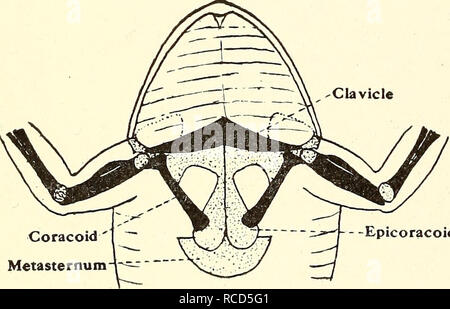 . La dissection de la platana et la grenouille. Xenopus laevis ; Rana fuscigula. Deuxième jour. Le Système squelettique (partie). 1. Déposer les muscles pectoraux couvrant le corps entre les bras pour montrer l'os de la partie centrale de la ceinture d'épaule et le sternum, à savoir :- (a) l'épaisseur coracoids. (B) la plus svelte clavicules avant eux, les deux s'étendant de la base du bras de chaque côté vers le centre du corps. (C) le sternum, composé d'une ligne médiane des cartilages qui sont censées être dérivées à partir de la ceinture d'épaule. Ce n'est pas le cas, donc, correspondent à, ou n'est pas l'homologue wi Banque D'Images