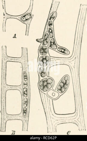 . Les maladies des plantes parasites induits par cryptogamuc ; introduction à l'étude des champignons pathogènes, slime-champignons, bactéries et algues. English ed. par William G. Smith. Les maladies des plantes ; plantes parasites. . Veuillez noter que ces images sont extraites de la page numérisée des images qui peuvent avoir été retouchées numériquement pour plus de lisibilité - coloration et l'aspect de ces illustrations ne peut pas parfaitement ressembler à l'œuvre originale.. Tubeuf, Karl, Freiherr von, 1862-. Londres Longman's, vert Banque D'Images