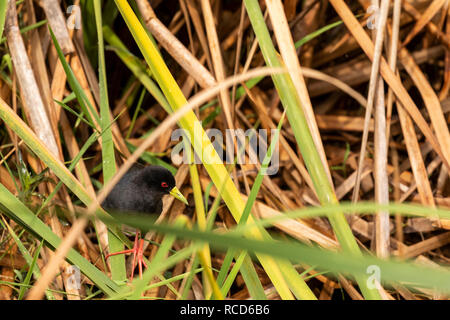 Butor d'Afrique (Amaurornis flavirostris) Balade entre les roseaux dans le parc national du lac Manyara, Tanzanie Banque D'Images