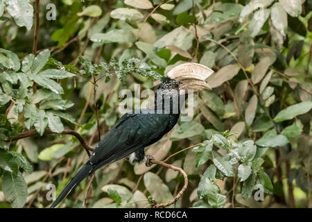 Calao à joues argent (Bycanistes brevis) perché sur une vigne en Lake Manyara National Park, Tanzania Banque D'Images