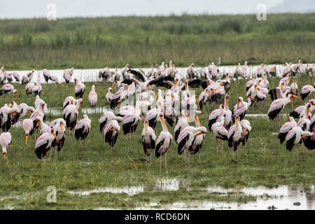 Yellow-billed Stork (Mycteria ibis) troupeau la chasse pour la nourriture dans le parc national du lac Manyara, Tanzanie Banque D'Images