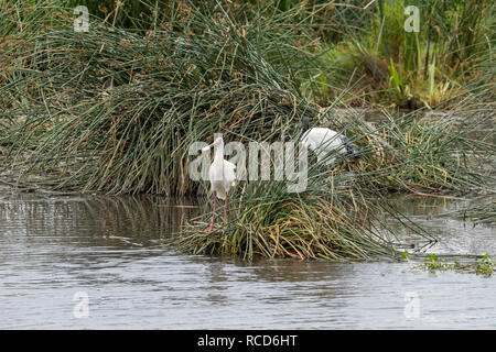 Spatule d'Afrique (Platalea alba) à un repas par un pool d'hippopotames dans le cratère du Ngorongoro, en Tanzanie Banque D'Images