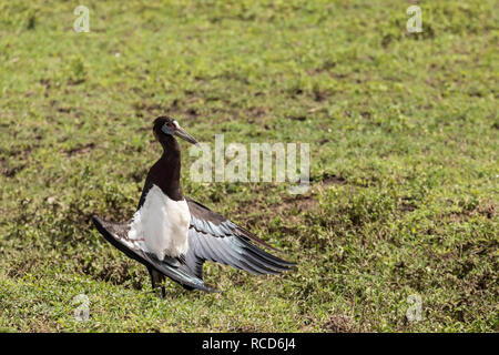 D'Abdim (Ciconia abdimii Cigogne) sécher ses ailes dans le cratère du Ngorongoro, en Tanzanie Banque D'Images