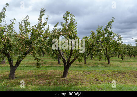 Poiriers poussant dans orchard chargés de fruits mûrs. Banque D'Images