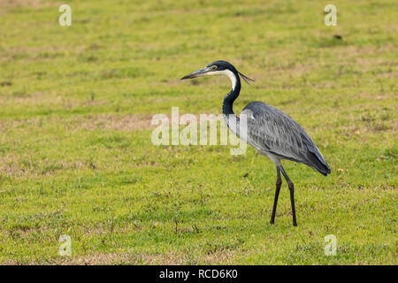 Héron à tête noire (Ardea melanocephala) à la recherche de nourriture sur la savane dans le cratère du Ngorongoro, en Tanzanie Banque D'Images