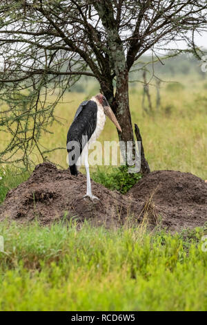 Marabou Stork (crumeniferus Flamant rose (Phoenicopterus ruber) debout sur une termitière dans le Parc National du Serengeti, Tanzanie Banque D'Images